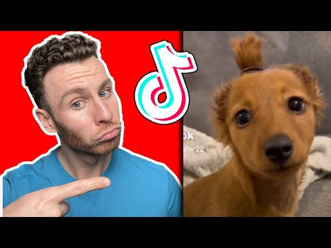 You laugh you lose but its actually funny DACHSHUND dogs. Dog trainer reacts!