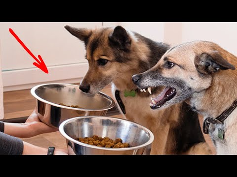 Good dog owners don't use dog bowls