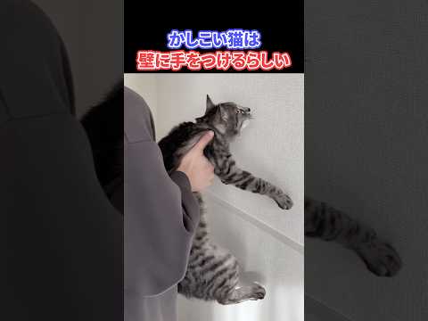 賢い猫は壁に手をつけれるらしい！検証してみた #shorts #猫 #検証