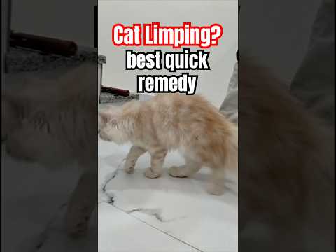 Cat limping ? Best Homeopathy medicine by Dr Sk Mishra