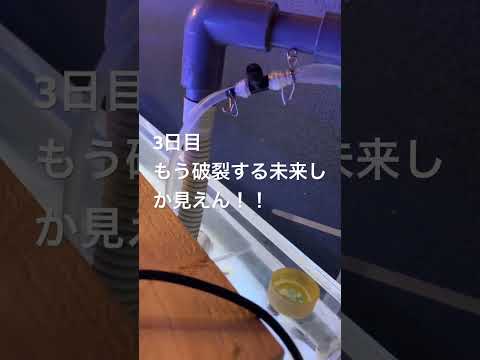 エアーチューブに圧がかかりつづけるとこうなる! #アクアリウム #水槽部屋 #aquarium #金魚 #fish