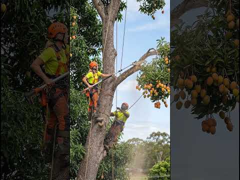 Arborist Cuts a Giant Mango Branch Above His Partner WITH chainsaw pole 😳 #shorts