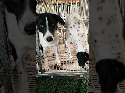 老蘇愛心天使團救助安養的米克斯老爺爺 東大牛 跟 東小牛 哥倆好，感情相當好，總是同進同出，總是依偎在一起，真是一對好兄弟