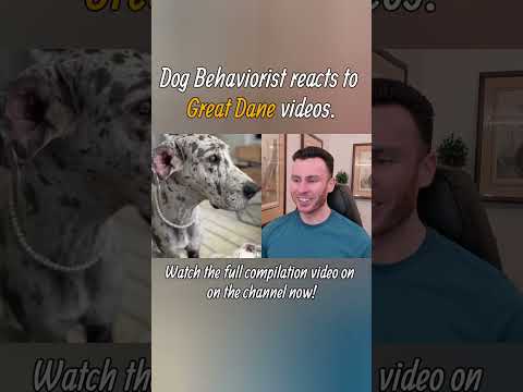 Dog trainer reacts to Great Dane dog videos part 1. #greatdane #shorts #dogtraining