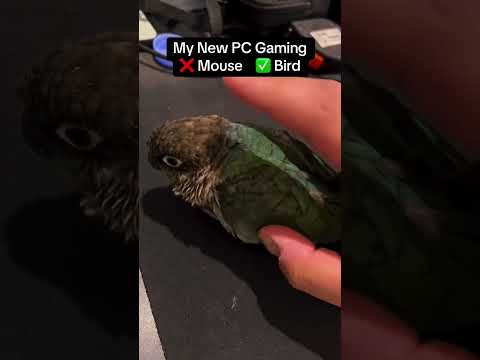 My New PC Gaming ❌ Mouse… ✅ Bird! 🐦 #pcgaming #conure #bird #ببغاء #طيور #كنيور