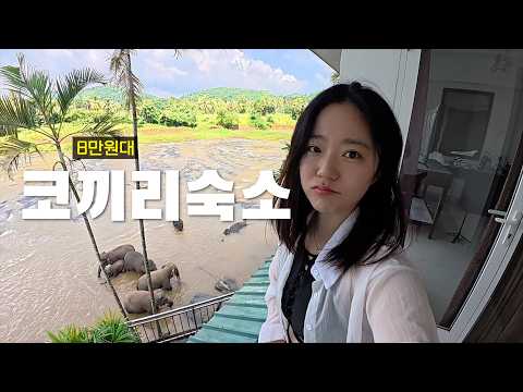 8만원대 스리랑카 코끼리 숙소의 진실