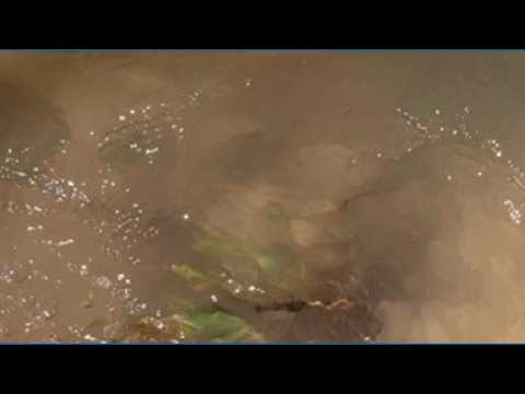 Gushing fire hydrant in Briar Forest