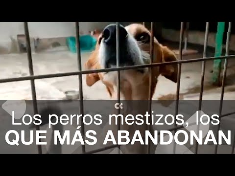 Los perros mestizos, los que más sufren el abandono