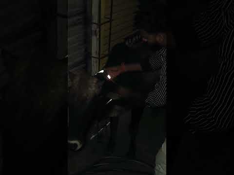 बजरंग दल टीम बिछड़ोद मैं रात में चमकने वाले रेडियम बेल्ट बांधे👏🚩💥