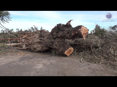 Inicia reforestación en Parque Tangamanga I, ante reciente caída de casi 200 árboles