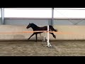 Show jumping horse Prachtig hengstveulen van Verdi x Numero Uno x Voltaire