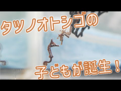 タツノオトシゴの子どもが誕生!