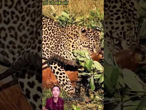 báo hoa vừa bắt được linh dương đã bị linh cẩu cướp mất.