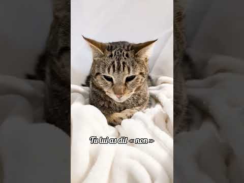 POV : tu as osé dire "non"… maintenant, cours. 🐱💀