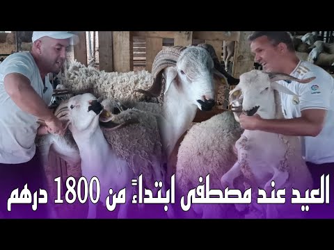 خرفان مصطفى ببني أنصار ابتداءً من 1800 درهم