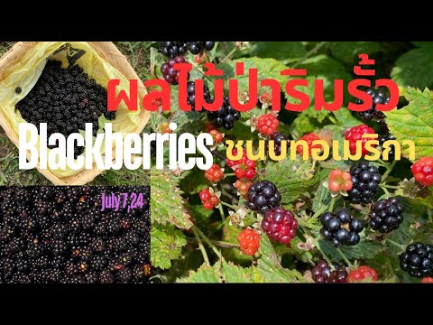 Blackberriesผลไม้ป่าริมรั้วเ