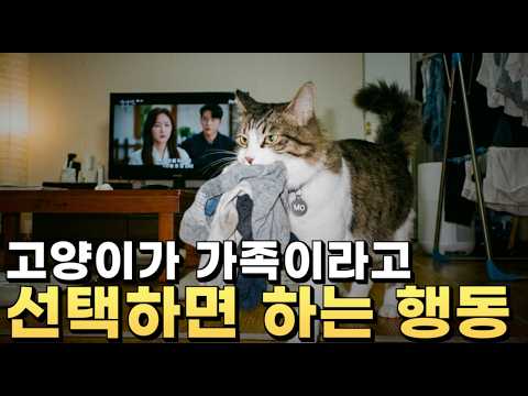 고양이가 집사를 가족이라고 인정하는 결정적 행동 5가지
