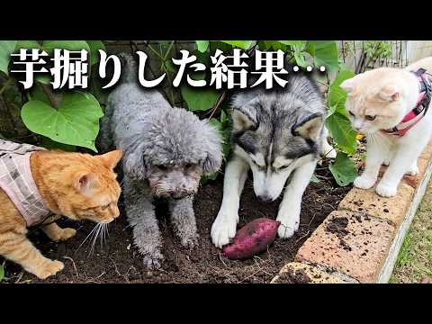 犬と猫を連れて芋掘りしたら楽しすぎてこうなっちゃいました...