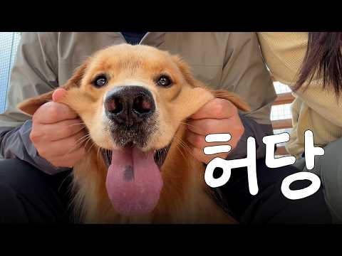 어디를 내놔도 창피한 우리 강아지 (골든리트리버 우디)