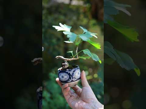 真夏のイチョウ湯吞みミニ盆栽