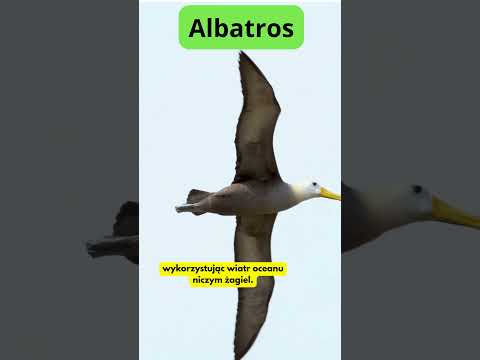 5 niesamowitych faktów o ptakach, w które trudno uwierzyć! #ptaki #wildlifefacts #birdwatching