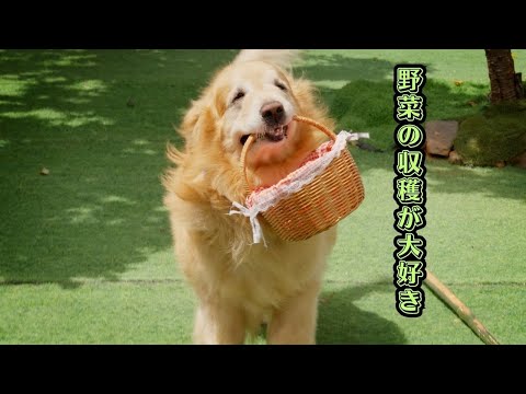 雨続きの後、久しぶりの畑でテンションMAXになったゴールデンレトリバーが可愛すぎた！