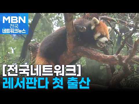 가까스로 태어난 레서판다 두 마리…국내 첫 출산 [전국네트워크]