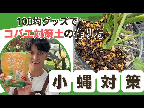 簡単！コバエが出ない土の作り方！【100均グッズで作れる】