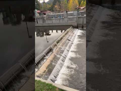 Against the Current - The Epic Salmon Journey