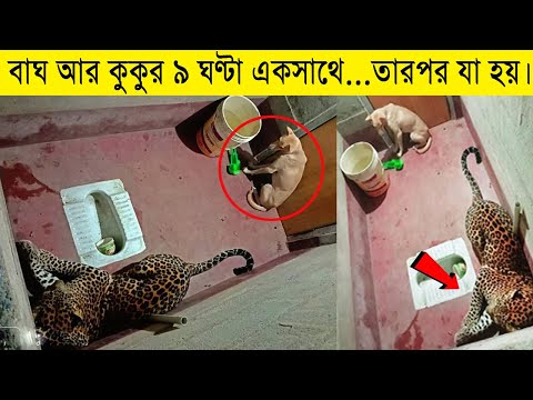 ক্যামেরায় রেকর্ড না হলে কেউ বিশ্বাস করতো না ।  Caught on Camera@theboxtube