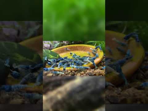 Blue Bolts N’ Chill Feeding time for the blue bolts! It’s really fascinating and relaxing watching these little guys a
