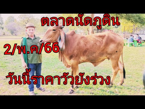 ราคาวัวยังคงร่วงต่อเนื่องตลาด