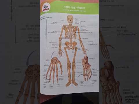 HUMAN SKELETAL SYSTEM