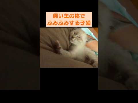 【保護3日目】甘えん坊な子猫のふみふみがかわいすぎる