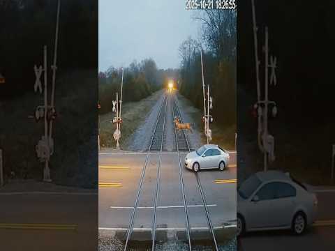 Caught on Camera: Deer Stops Train 😳🦌🚂