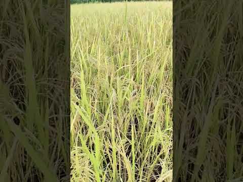 धान के खेती....#farmersprotest #bymahisir #explorepage