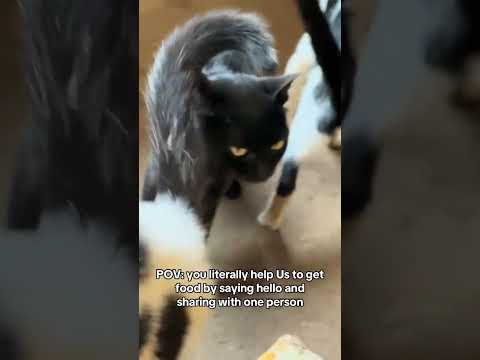 #helpmeplease#catrescue