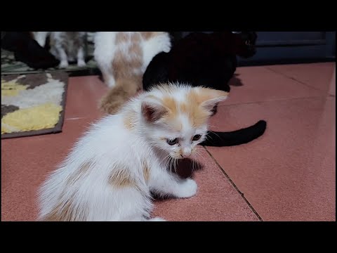 Cat Mom and Her One Month Kittens 4 - Adorable Cats and Dogs Family | Viral Cat