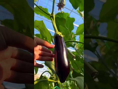 #hindisong #heenaprajapati