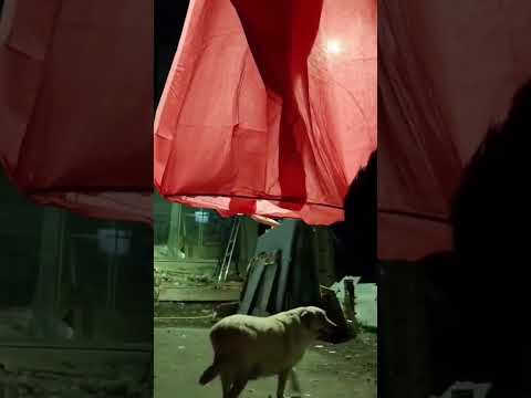 Air balloon #ytshorts #ytshortsindia #diwali2025 #neetubisht #elvishyadavvlogs #viral