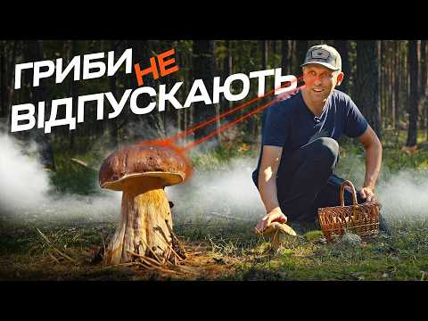 ПОВНИЙ БАГАЖНИК БІЛИХ ГРИБІВ! Як шукати, збирати, розпізнавати та готувати. Зрізати чи викручувати?