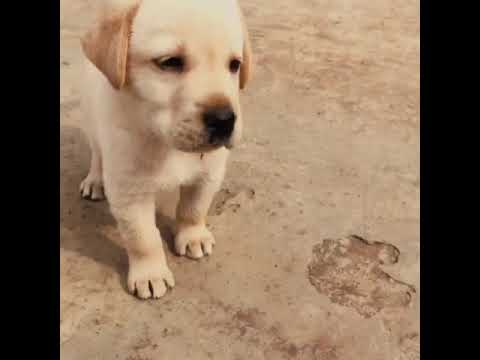Labrador puppy playing
