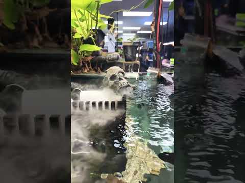 Fish tank Skull - Happy Halloween 🎃