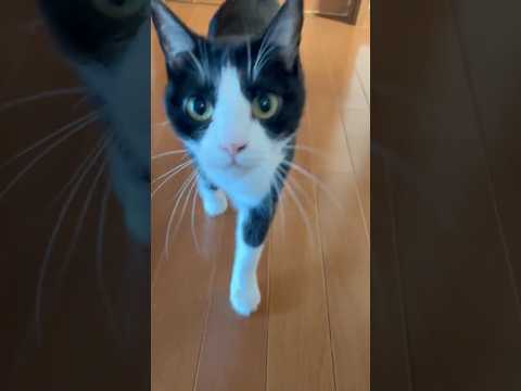 多彩な猫たちのかわいい動画集 サムネイル