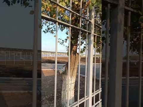 с.Масы Ноокенский район Центральный стадион Посев газона Полив #масы #ноокен #жалалабад #кыргызстан