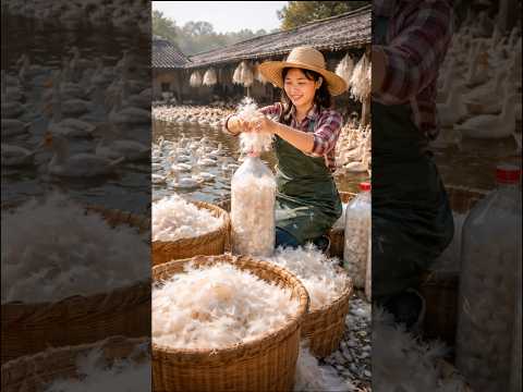 पंख से बनी कीमती रजाई 😲 #duck #wing