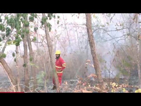 Alrededor del 80 hectáreas de bosque quemado tras incendio en La Tigra