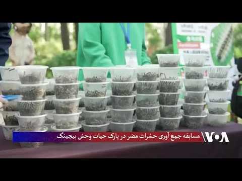 مسابقه جمع آوری حشرات مضر در پارک حیات وحش بیجینگ