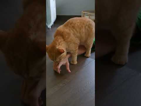 ปี๋สาวคับ ผมเป็นหนุ่มแล้วคับ #cat #cutecat #cute #funnycats #pets #แมว #kitten #แมวถังแก๊ส #animals