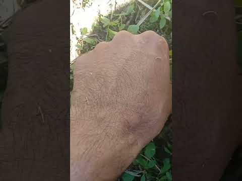 8ธันวาคมค.ศ.2024เก็บผักขม